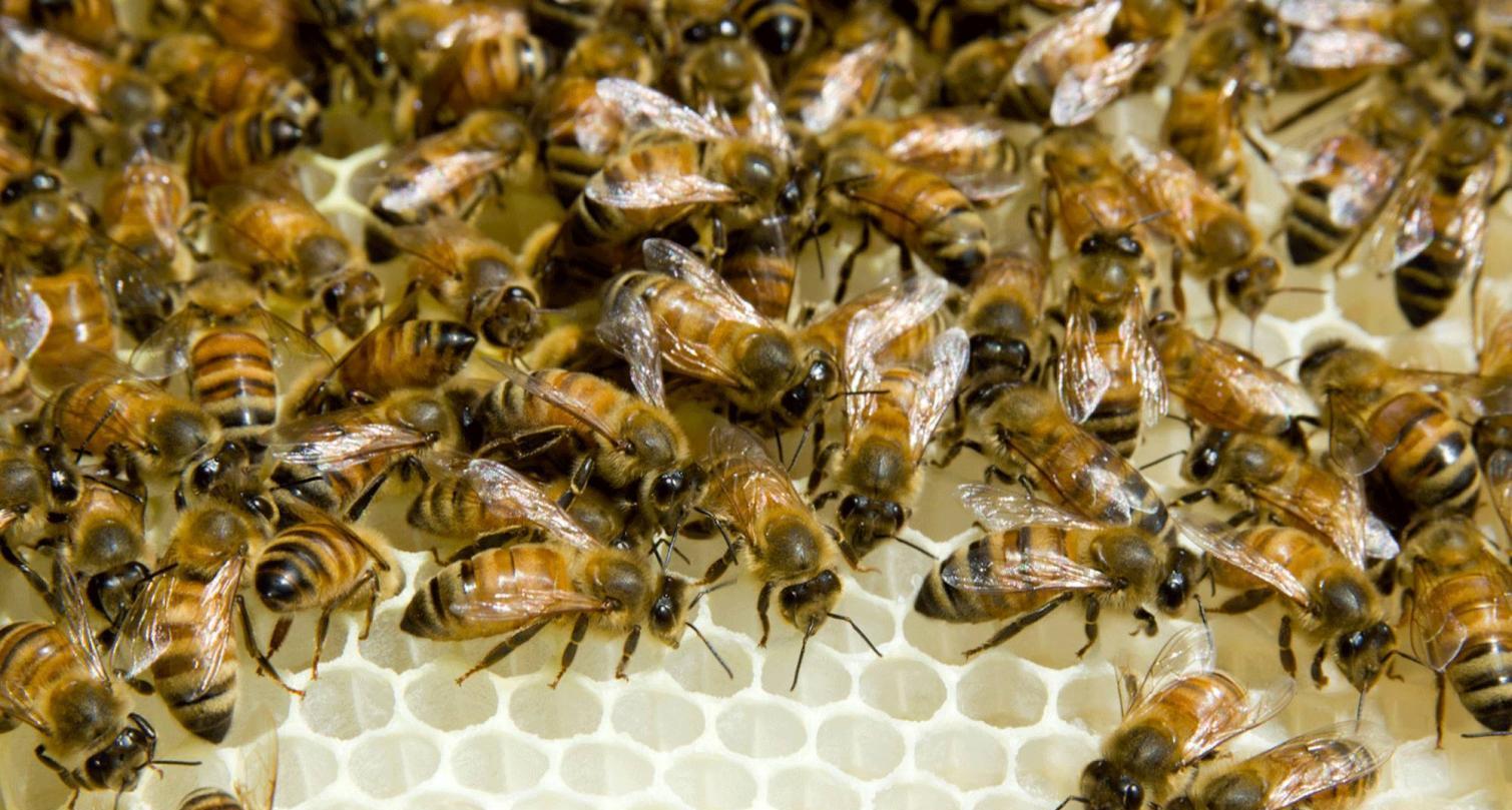 2022年養蜂前景如何(2022年養蜂市場前景分析) 2022年養蜂前景如何(2022年養蜂市場前景分析)