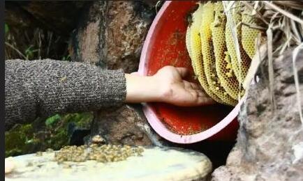 虎頭蜂誘蜂水配方(虎頭蜂誘蜂水怎么制作) 虎頭蜂誘蜂水配方(虎頭蜂誘蜂水怎么制作)