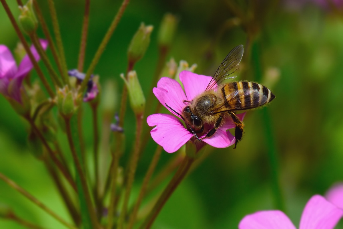 工蜂照顧蜂王和幼蜂是什么關系(蜂王與工蜂是什么關系) 工蜂照顧蜂王和幼蜂是什么關系(蜂王與工蜂是什么關系)