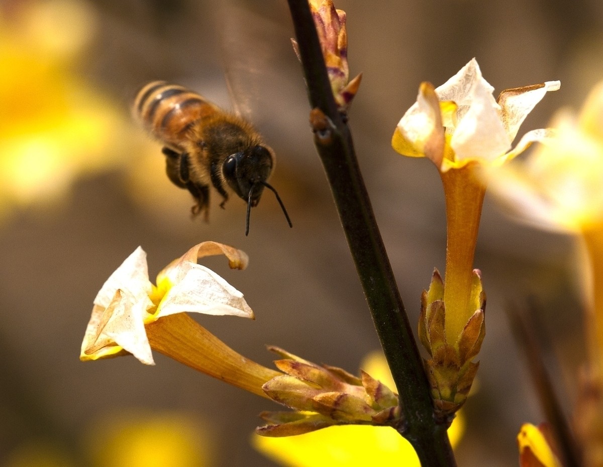 工蜂照顧蜂王和幼蜂是什么關系(蜂王與工蜂是什么關系) 工蜂照顧蜂王和幼蜂是什么關系(蜂王與工蜂是什么關系)
