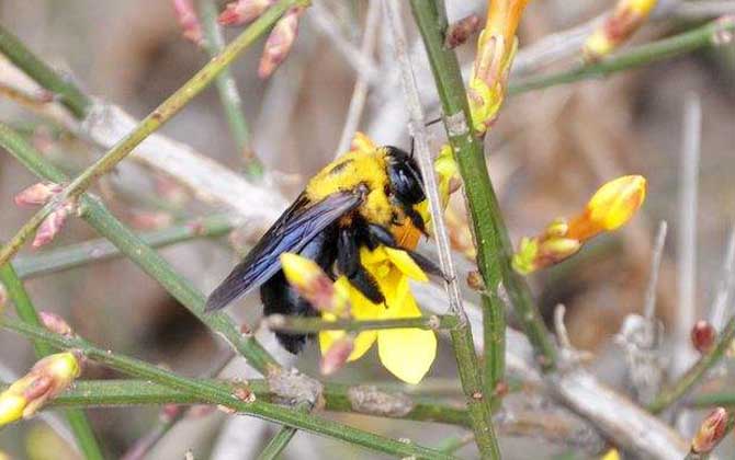 木蜂和熊蜂的區別(木蜂和熊蜂的對比) 木蜂和熊蜂的區別(木蜂和熊蜂的對比)