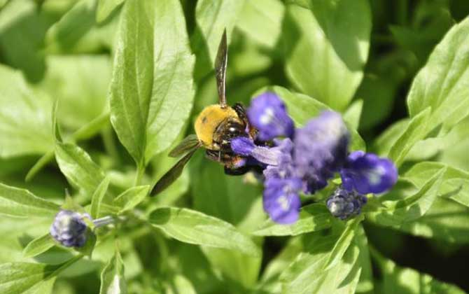木蜂和熊蜂的區別(木蜂和熊蜂的對比) 木蜂和熊蜂的區別(木蜂和熊蜂的對比)