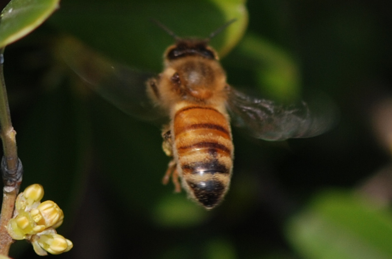 束龍岱一號與松丹一號(松丹一號的生物學特性) 束龍岱一號與松丹一號(松丹一號的生物學特性)