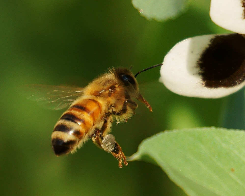 束龍岱一號與松丹一號(松丹一號的生物學特性) 束龍岱一號與松丹一號(松丹一號的生物學特性)