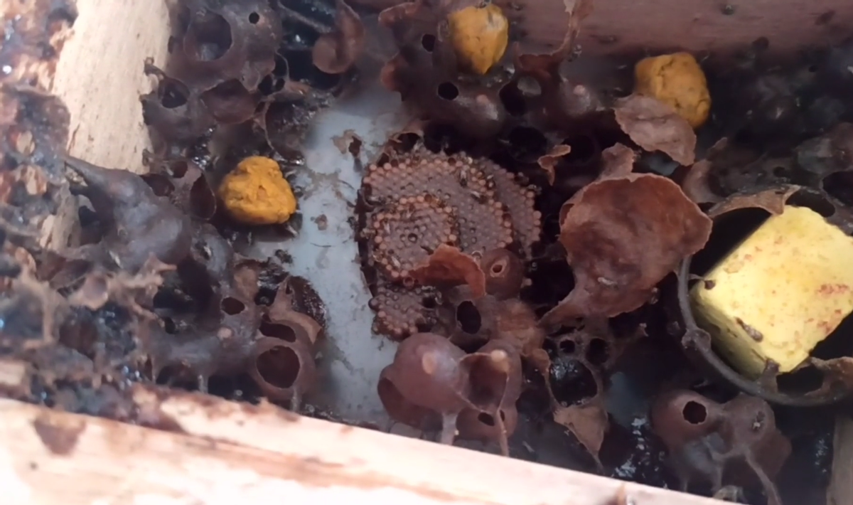 酸蜂的養殖方法(無刺蜂活框養殖技術) 酸蜂的養殖方法(無刺蜂活框養殖技術)