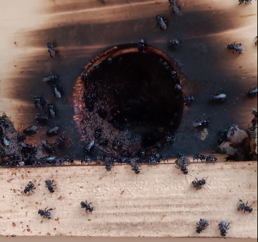 酸蜂的養殖方法(無刺蜂活框養殖技術) 酸蜂的養殖方法(無刺蜂活框養殖技術)