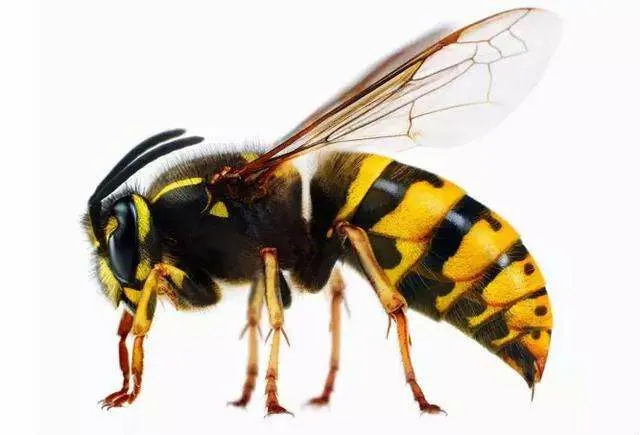 野外找胡蜂技巧