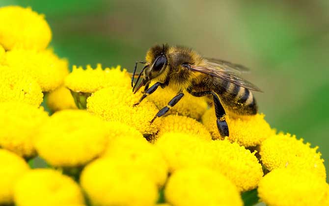 蜜蜂的毒性大嗎(蜜蜂毒是酸性還是堿性?) 蜜蜂的毒性大嗎(蜜蜂毒是酸性還是堿性?)