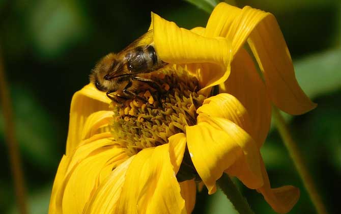 蜜蜂的毒性大嗎(蜜蜂毒是酸性還是堿性?) 蜜蜂的毒性大嗎(蜜蜂毒是酸性還是堿性?)