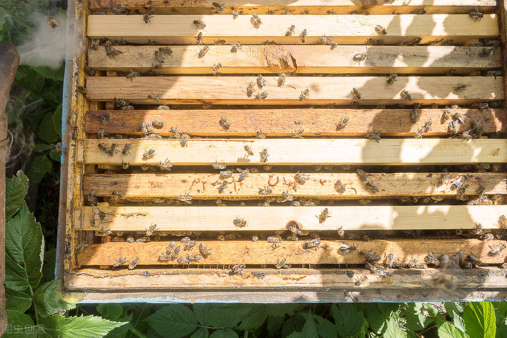 中蜂可以和意蜂在一個(gè)蜂場養(yǎng)嗎(中蜂和意蜂混養(yǎng),原理在于掌握蜜蜂的盜性) 中蜂可以和意蜂在一個(gè)蜂場養(yǎng)嗎(中蜂和意蜂混養(yǎng),原理在于掌握蜜蜂的盜性)