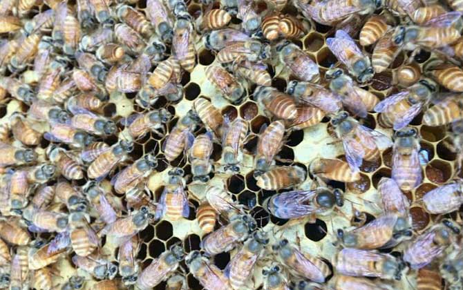 與蜂王繁殖的是工蜂還是雄蜂(雄蜂是蜂王產卵發育的嗎) 與蜂王繁殖的是工蜂還是雄蜂(雄蜂是蜂王產卵發育的嗎)