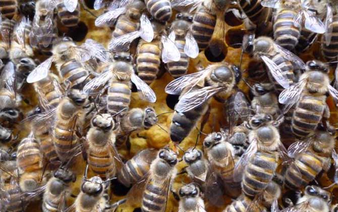 與蜂王繁殖的是工蜂還是雄蜂(雄蜂是蜂王產卵發育的嗎) 與蜂王繁殖的是工蜂還是雄蜂(雄蜂是蜂王產卵發育的嗎)