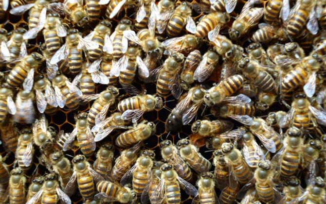 與蜂王繁殖的是工蜂還是雄蜂(雄蜂是蜂王產卵發育的嗎) 與蜂王繁殖的是工蜂還是雄蜂(雄蜂是蜂王產卵發育的嗎)