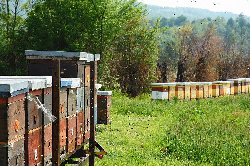 蜂王與蜜蜂的區別 蜂王與蜜蜂的區別