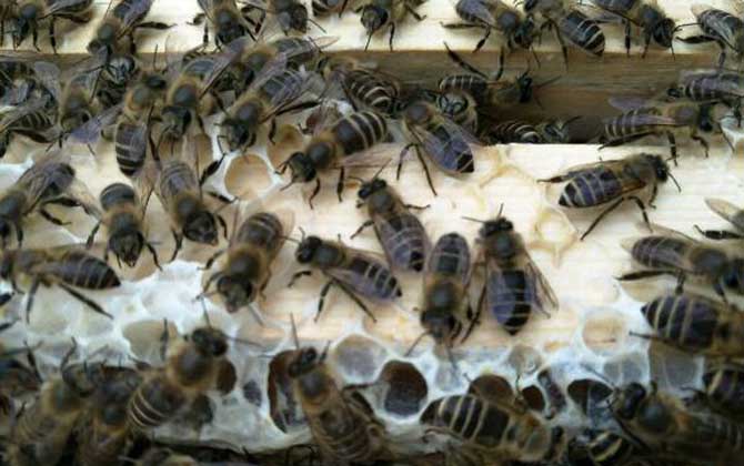 阿壩中蜂淘寶購(gòu)買(mǎi)怎樣(阿壩中蜂原種如何購(gòu)買(mǎi)) 阿壩中蜂淘寶購(gòu)買(mǎi)怎樣(阿壩中蜂原種如何購(gòu)買(mǎi))