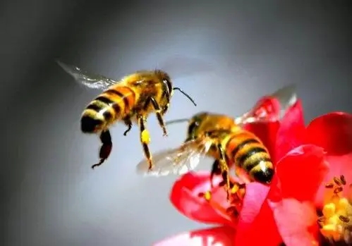 很多偵查蜂咬巢門是什么意思(偵查蜂一般在什么地方出現) 很多偵查蜂咬巢門是什么意思(偵查蜂一般在什么地方出現)