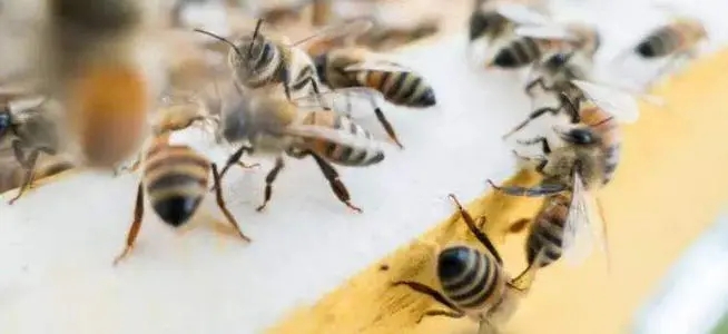 很多偵查蜂咬巢門是什么意思(偵查蜂一般在什么地方出現) 很多偵查蜂咬巢門是什么意思(偵查蜂一般在什么地方出現)