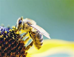 蜂王與工蜂顏色為什么不一樣(蜜蜂都有些什么品種) 蜂王與工蜂顏色為什么不一樣(蜜蜂都有些什么品種)
