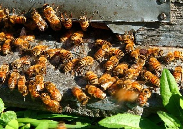 能囚禁意蜂王么(意蜂王能隨便囚禁嗎) 能囚禁意蜂王么(意蜂王能隨便囚禁嗎)