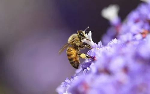 養(yǎng)蜂技術知識大全（實用養(yǎng)蜂技術資料）