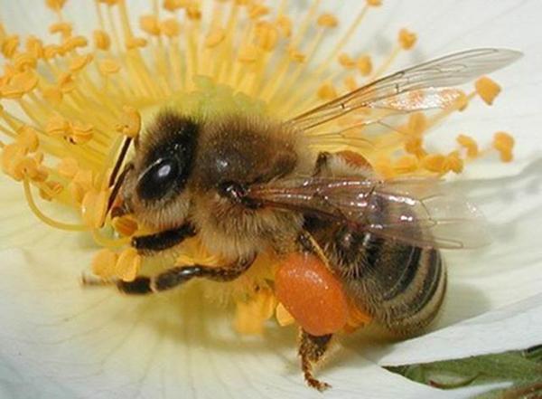 養(yǎng)蜂技術知識大全（實用養(yǎng)蜂技術資料）