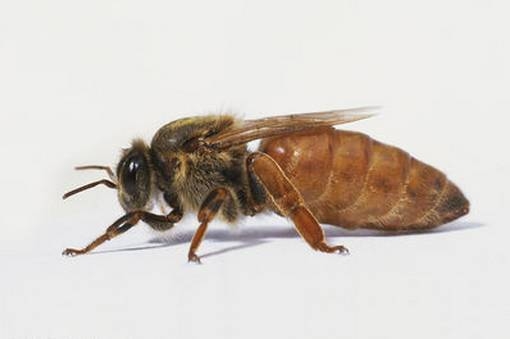 工蜂產卵介入新王有用嗎(工蜂產卵群能介入蜂王嗎) 工蜂產卵介入新王有用嗎(工蜂產卵群能介入蜂王嗎)