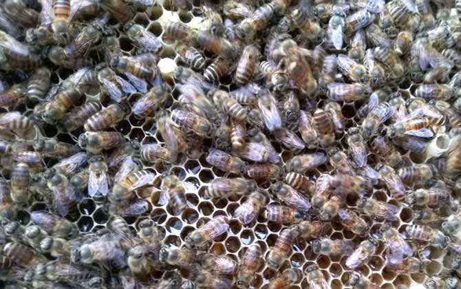 工蜂產卵會不會滅群(工蜂產卵的危害) 工蜂產卵會不會滅群(工蜂產卵的危害)