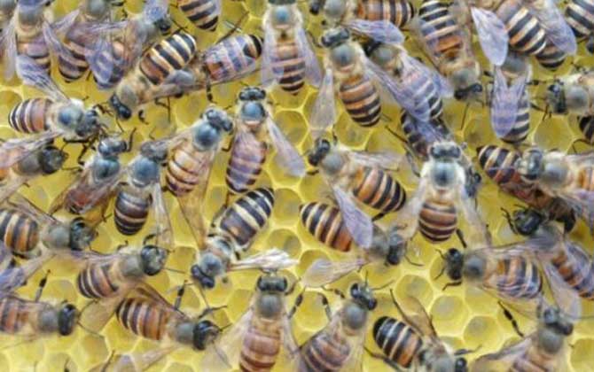 工蜂產卵會不會滅群(工蜂產卵的危害) 工蜂產卵會不會滅群(工蜂產卵的危害)