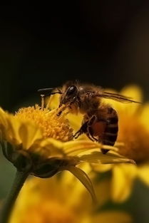如何評估蜜蜂養殖規模(蜜蜂飼養規模與產值效益調查分析) 如何評估蜜蜂養殖規模(蜜蜂飼養規模與產值效益調查分析)