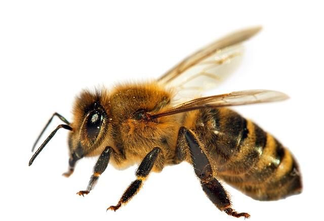 如何評估蜜蜂養殖規模(蜜蜂飼養規模與產值效益調查分析) 如何評估蜜蜂養殖規模(蜜蜂飼養規模與產值效益調查分析)