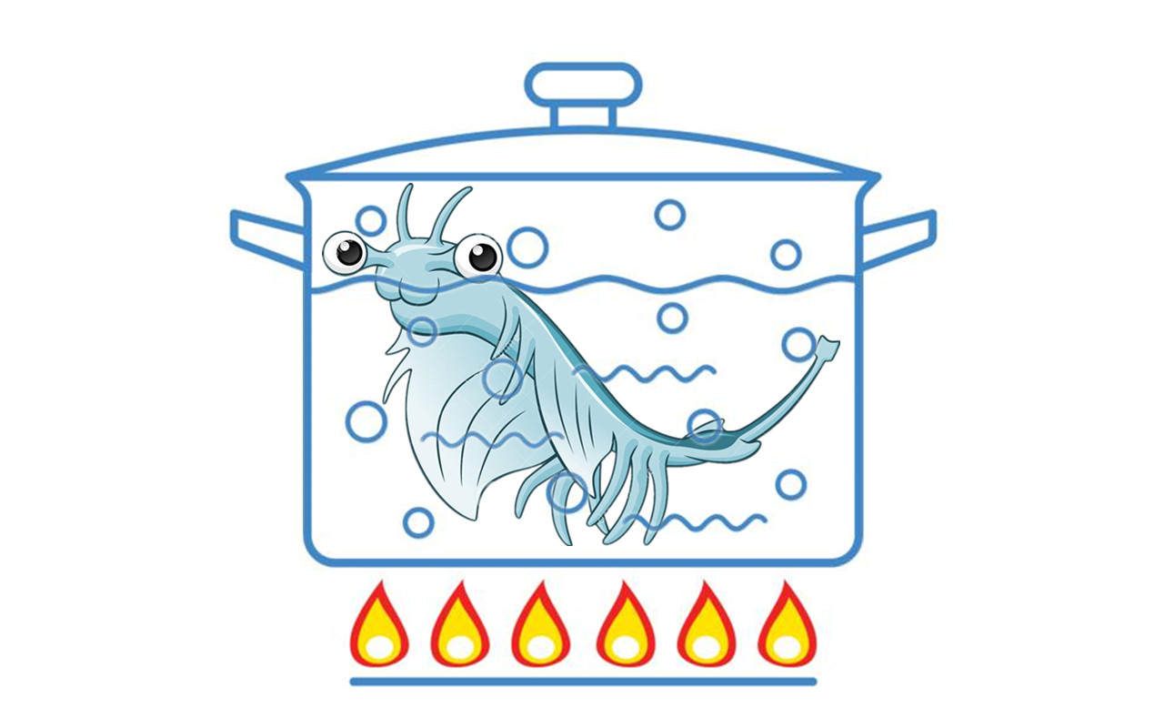 “活化石”仙女蝦活了2億年，上月球、下鍋煮都不死？