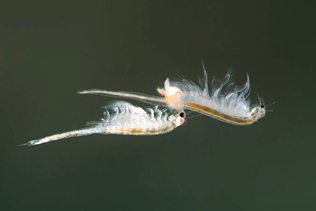 “活化石”仙女蝦活了2億年，上月球、下鍋煮都不死？