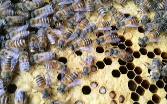 急造王臺(tái)幾天能出蜂王 急造王臺(tái)幾天能出蜂王