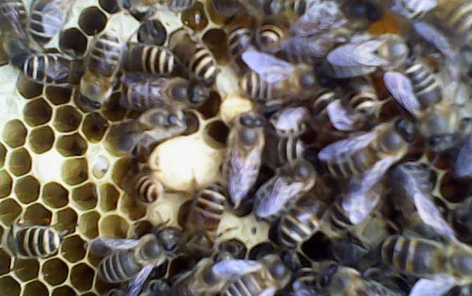 急造王臺(tái)幾天能出蜂王 急造王臺(tái)幾天能出蜂王