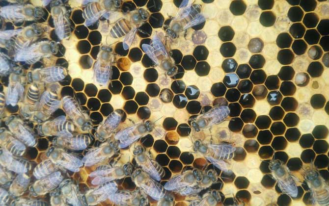 急造王臺(tái)幾天能出蜂王 急造王臺(tái)幾天能出蜂王