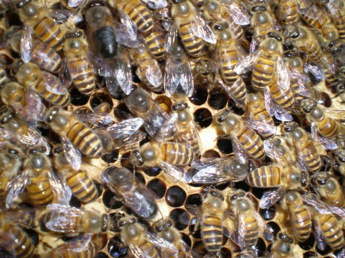 【蜜蜂知識(shí)】雄蜂是如何發(fā)育的 雄蜂是如何發(fā)育的