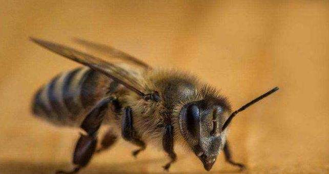 【蜜蜂知識(shí)】雄蜂是如何發(fā)育的 雄蜂是如何發(fā)育的
