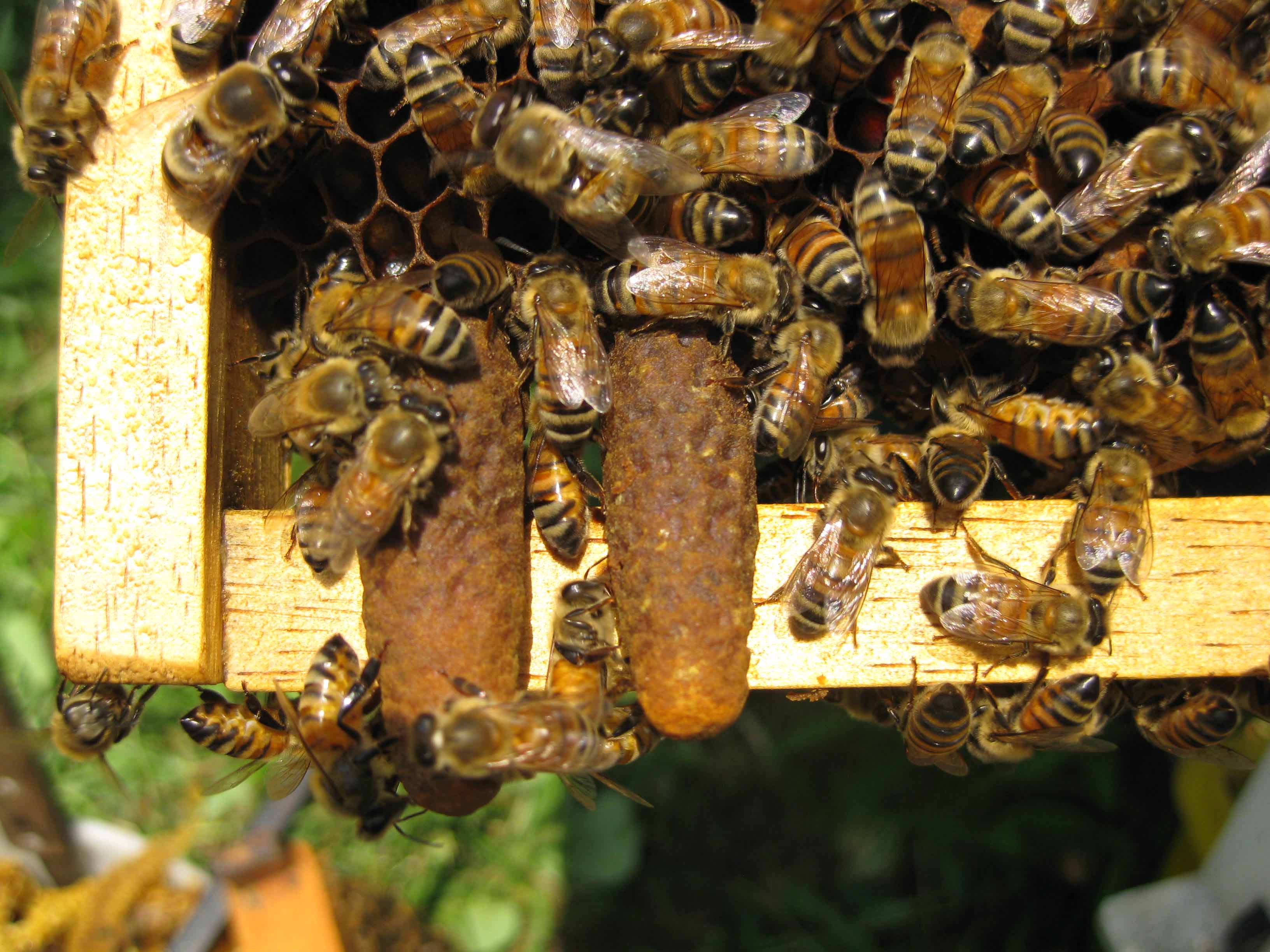 工蜂信息素有多少種(什么工蜂信息素) 工蜂信息素有多少種(什么工蜂信息素)