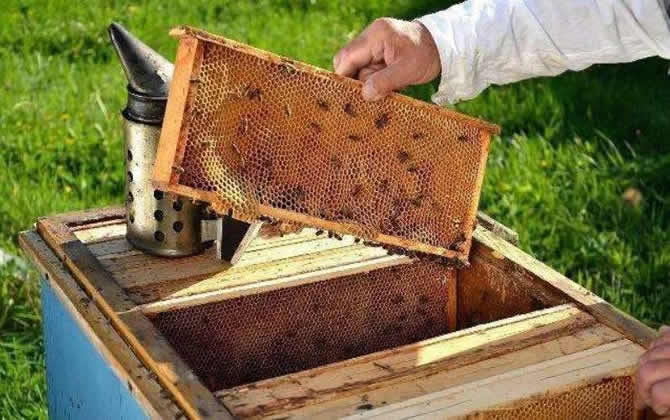 一個人能養多少箱蜜蜂 一個人能養多少箱蜜蜂