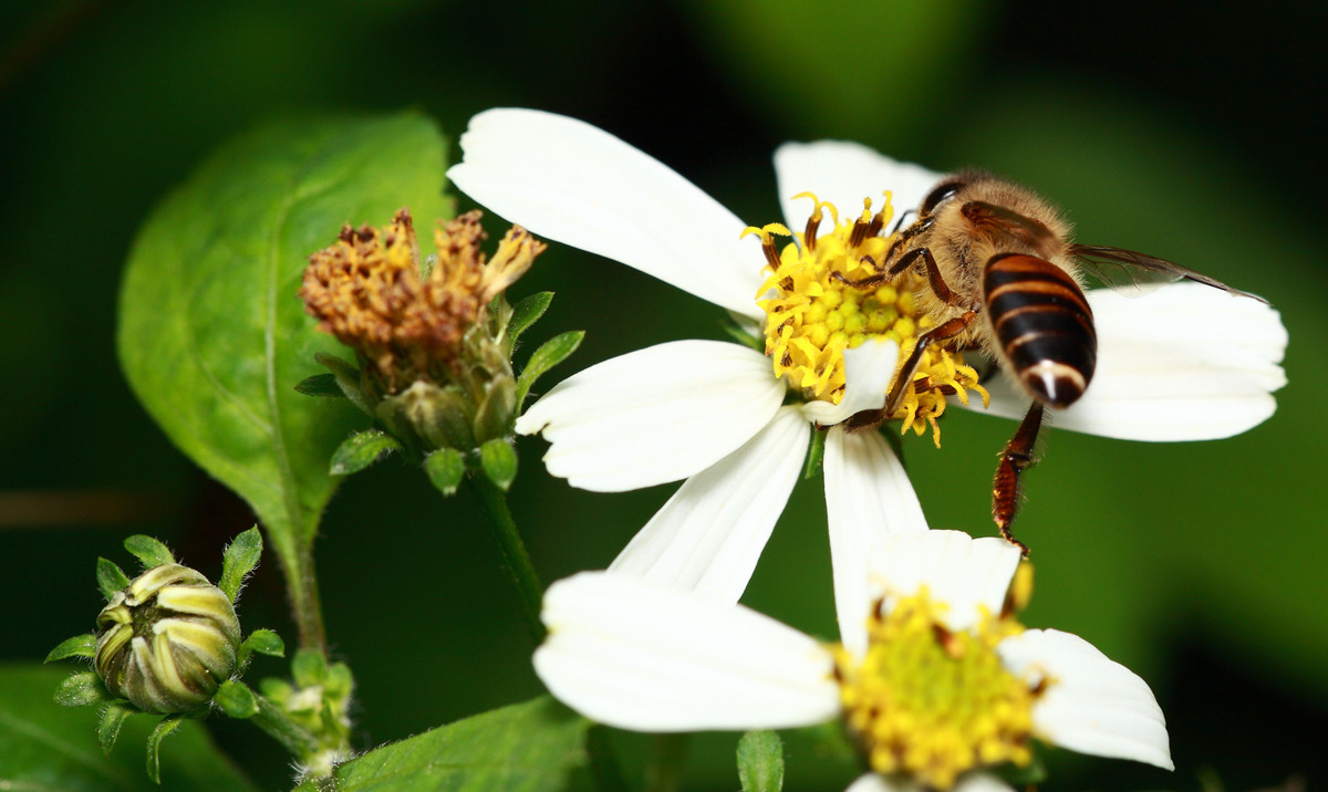 定地蜜蜂養殖入門知識（養殖蜜蜂的基本知識）