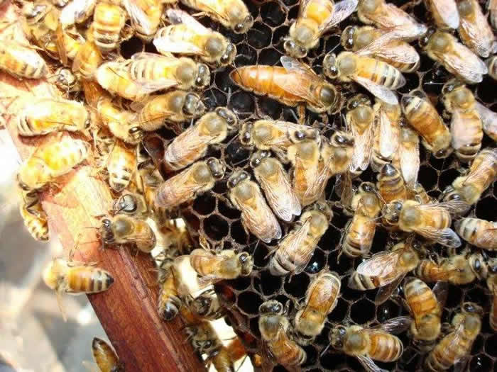 活框蜂箱有哪些優(yōu)點(diǎn)和缺點(diǎn)？