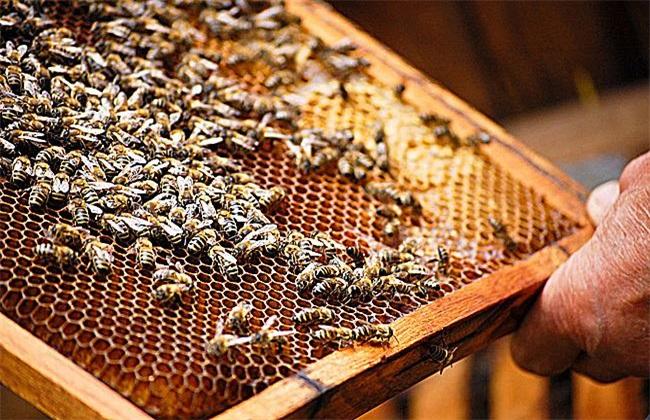 活框蜂箱有哪些優(yōu)點(diǎn)和缺點(diǎn)？