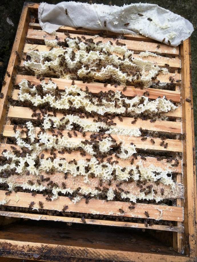 活框蜂箱有哪些優(yōu)點(diǎn)和缺點(diǎn)？