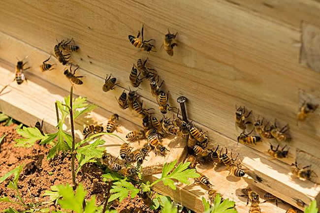 活框蜂箱有哪些優(yōu)點(diǎn)和缺點(diǎn)？