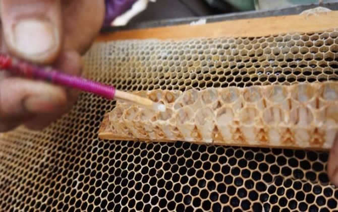 養(yǎng)蜂怎樣人工育王最簡(jiǎn)單
