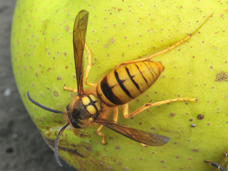 找馬蜂窩的絕招技巧(如何找到馬蜂的窩) 找馬蜂窩的絕招技巧(如何找到馬蜂的窩)