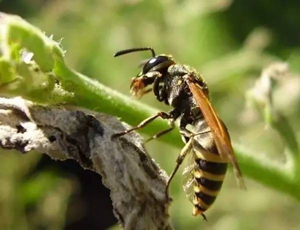 找馬蜂窩的絕招技巧(如何找到馬蜂的窩) 找馬蜂窩的絕招技巧(如何找到馬蜂的窩)