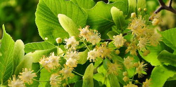 什么是椴樹蜜(椴樹蜜的特點(diǎn)) 什么是椴樹蜜(椴樹蜜的特點(diǎn))