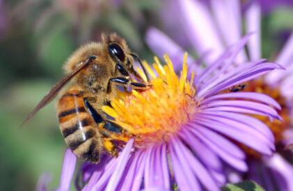 黑大蜜蜂能養(yǎng)殖嗎(黑大蜜蜂人可以養(yǎng)嗎) 黑大蜜蜂能養(yǎng)殖嗎(黑大蜜蜂人可以養(yǎng)嗎)