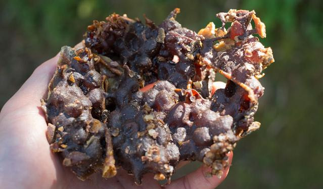 酸蜂蜜是什么蜜蜂的蜜(酸蜂蜂蜜的特點) 酸蜂蜜是什么蜜蜂的蜜(酸蜂蜂蜜的特點)